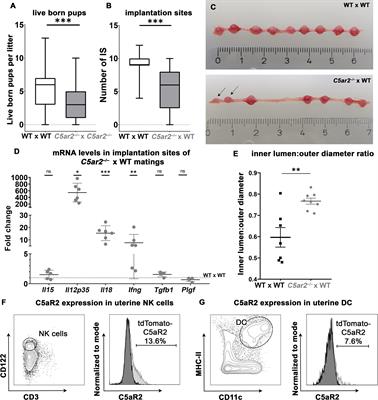 Emerging role of C5aR2: novel insights into the regulation of uterine immune cells during pregnancy